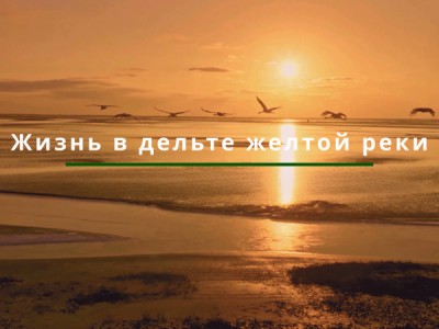 Жизнь в дельте Жёлтой реки