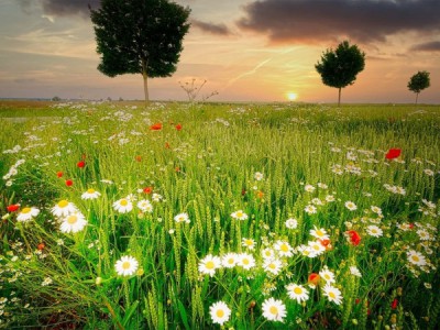 Математика в природе