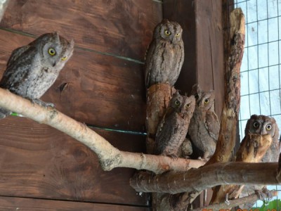 Совиный приют