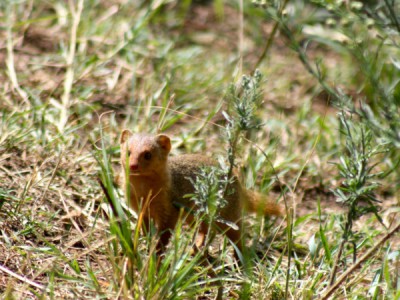 Загадочные животные острова Джао