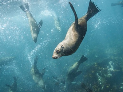 Симбиоз в дикой природе