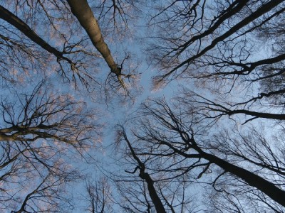 Тайная жизнь деревьев