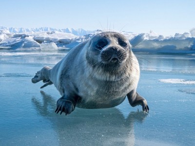 Нерпа и Человек