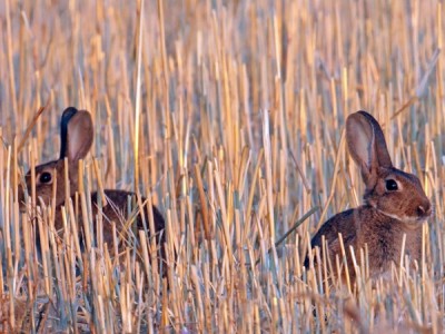 Испания. Земля кроликов