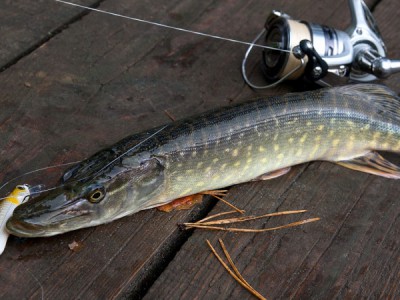 Ловля хищных рыб