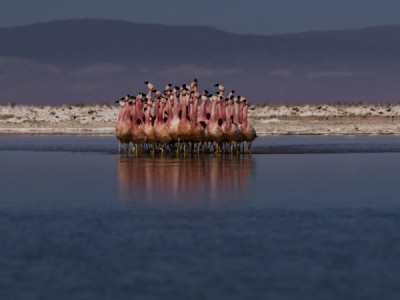 Дикая природа: сила множества