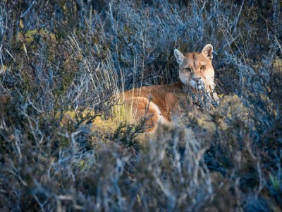 Пума. По следам призрака