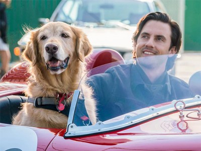 Невероятный мир глазами Энцо