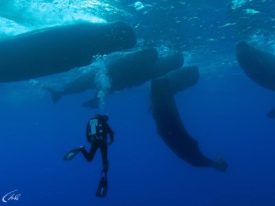 Морские титаны