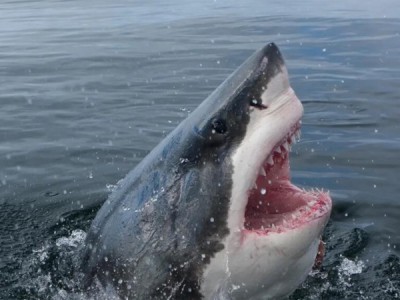 Жить в мире с акулами