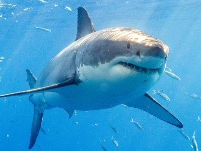 Тайны белой акулы