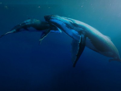 Титаны морских глубин