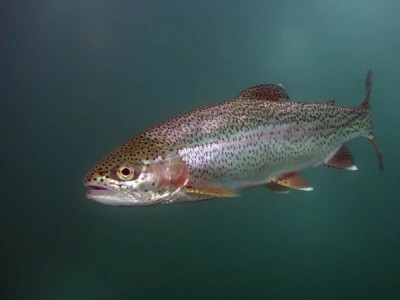 Капризная форель