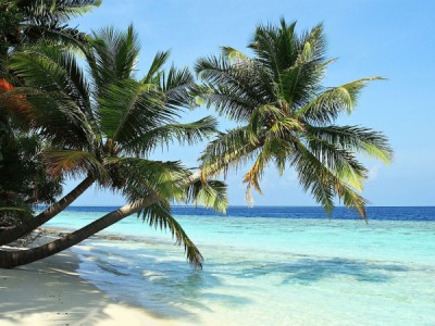 Дикие Карибы