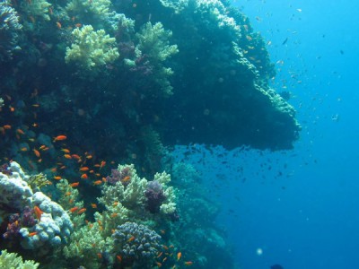 Морская лига