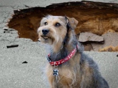 Рободог: Аэропёс