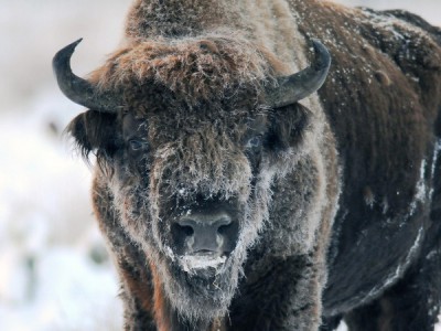 Дикая природа Европы