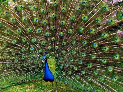 Основной инстинкт. Продолжение рода