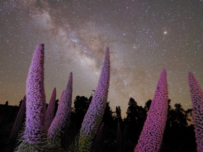 Дикие Канарские острова