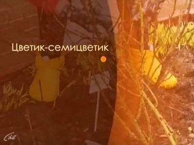 Цветик-семицветик