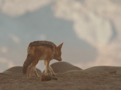 Берег шакалов Намибии