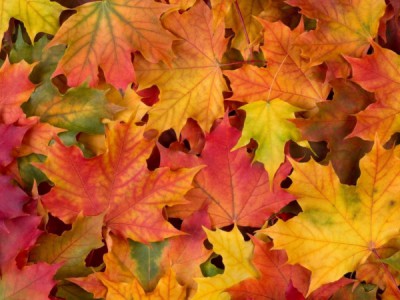 Больше тени — ярче листья