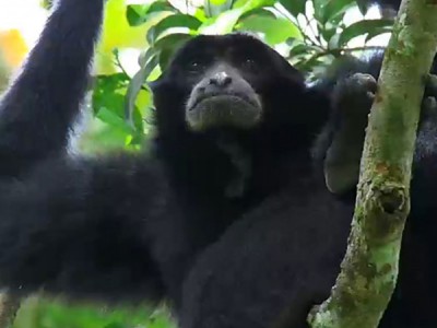 Гиббон — поющая обезьяна