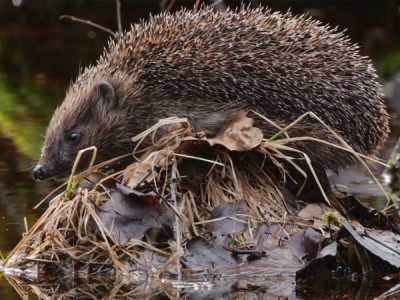 Припятский национальный парк