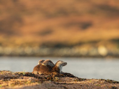 Выдры Шетландских островов