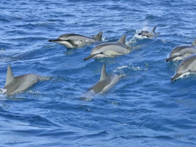 Армия дельфинов