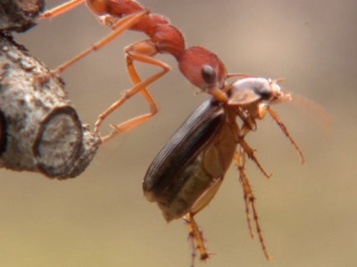 Пугающие артроподы