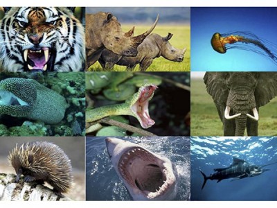 Арсенал животных