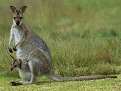 Страна кенгуру