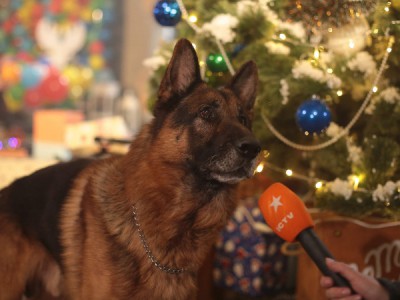 Новогодний пёс
