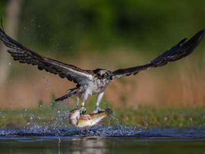 Рыболовная страна