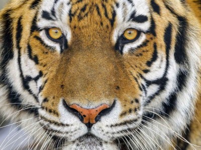 Возвращение исчезнувших