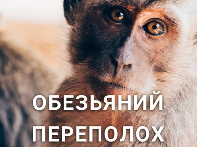 Обезьяний переполох