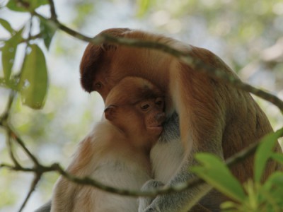 Обезьяны и не только: наши ближайшие родственники
