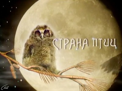 Страна птиц