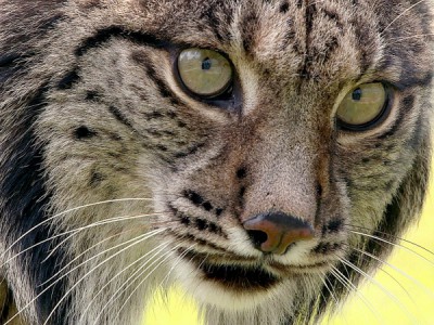 На грани вымирания