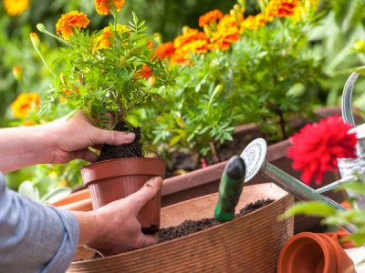 Возрождение сада