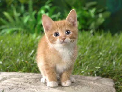 Легко ли быть котёнком?