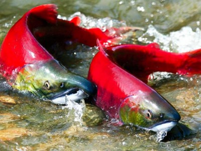 Нерка. Рыба красная