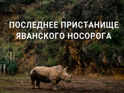 Последнее пристанище яванского носорога