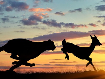 Быстрые атаки в дикой природе