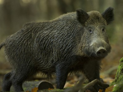 Кабан по соседству