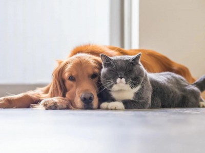 Кошки против собак