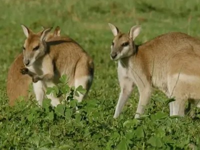 Горячие точки. Последняя надежда