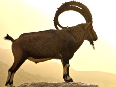 За горизонтом: Дикая природа Саудовской Аравии