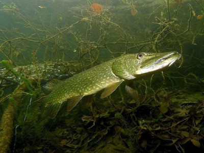 Подводный мир с В. Солоповым и С. Сорокиным